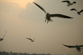 Siberian birds, at Triveni Sangam, Allahabad