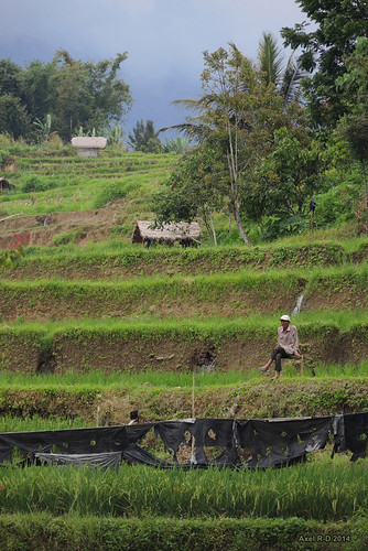 sumatra indonesia champs personnes rizières sumaterabaratsumbarwestsumatra