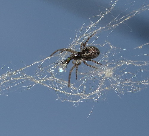 Mesh web weaver | by Bug Eric