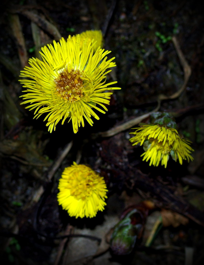 Tussilago farfara // podbiał | Marcin Stępień | Flickr