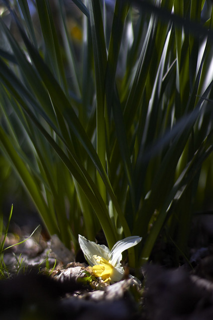 Daffodils in the sun (56)