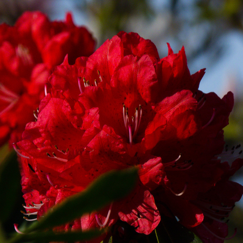 Rich red, rhododendron flower, West Park