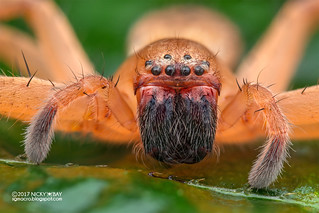 Huntsman spider (Olios sp.) - DSC_4044b