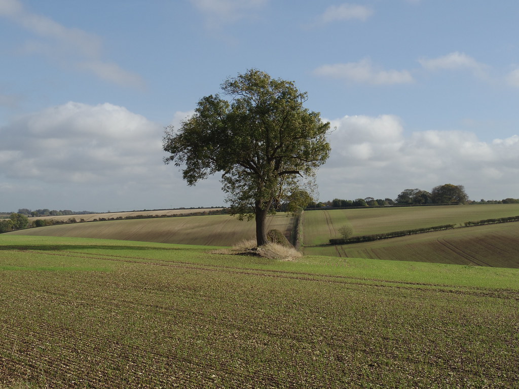 Ash Tree | David Wright | Flickr