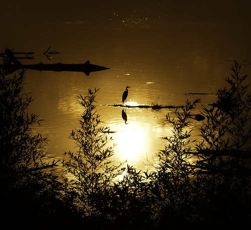 AIRONE CONCA by Torito73, italy river fiume po monticelli dongina