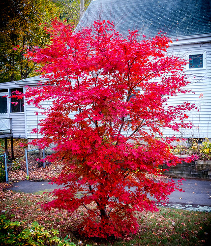 my maple | by Isaiah62:1