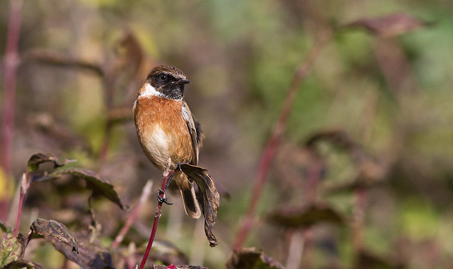 IMG_9987 Stonechat (male)