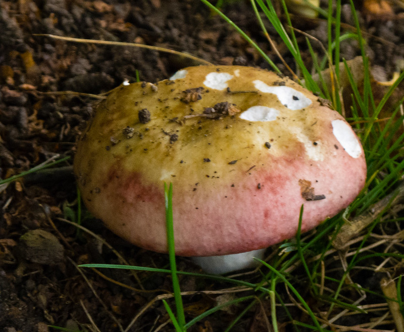 Nibbled birch brittlegill