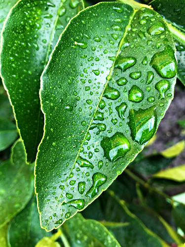 Office Garden by iPhone7 #1 | Amanda Richards | Flickr