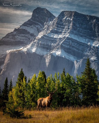 regram @fabianhurschler Spotted this fella the other day at beautiful Banff Banff National Park, Alberta  .  It's so cool that sometimes I just find new pics on my Catalog that I've never really seen. 😁👌 #wildlifeplanet #keepitwild #nature #w | by adolrivera60