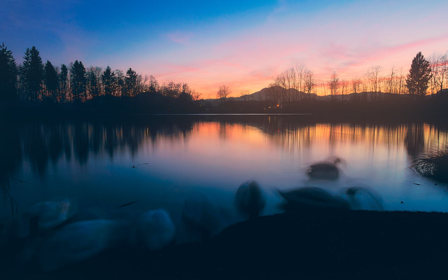 Swans on the lake at sunset