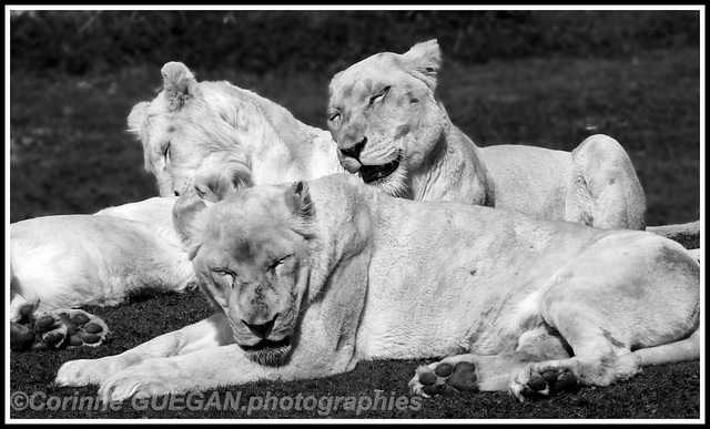 white lions family