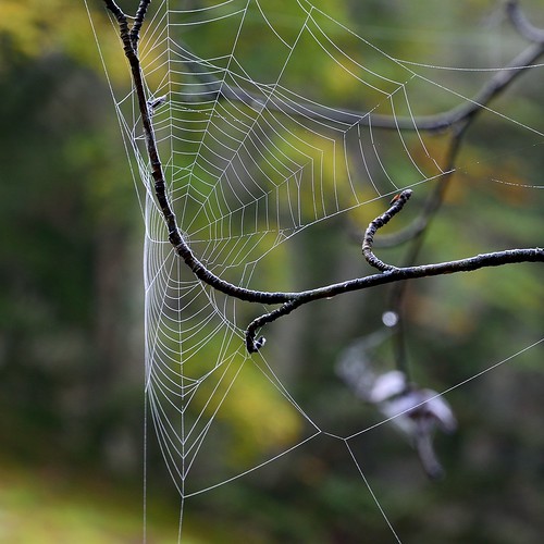 Wet web | by stefanh.varberg