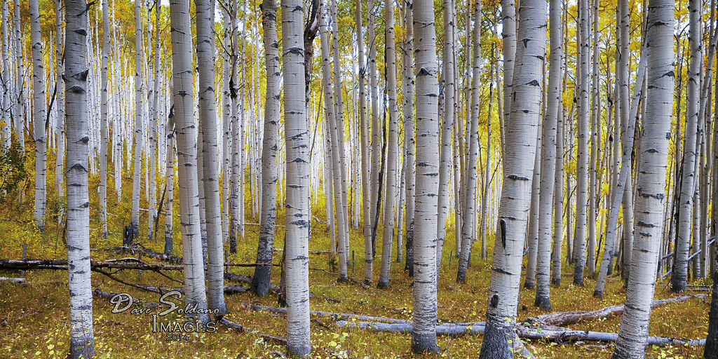 The Forest Through the Trees | Colorado aspen trees in autum… | Flickr