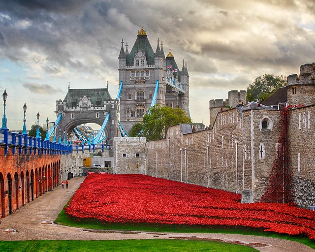 Poppies at Tower Hill