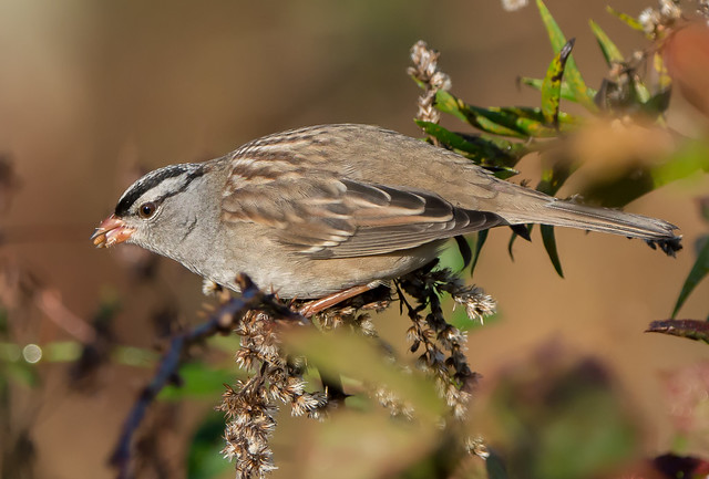 White-crowned Sparrow with Protein