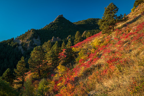 fallcolor sumac flagstaffmountain greenmountain rhusglabra