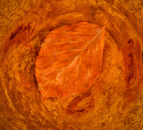 wood autumn colour canon leaf colours mango woodgrain 6d woodknot warmcolour mangowood canon6d