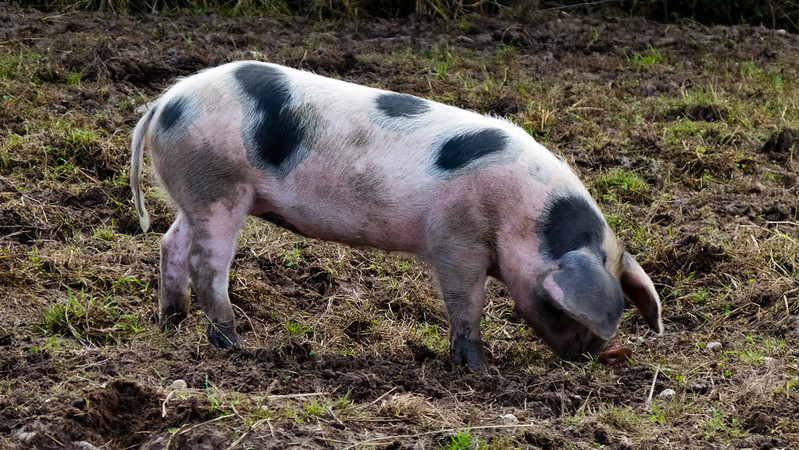 Half-grown piglet, Northycote