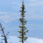 Pine Grosbeaks