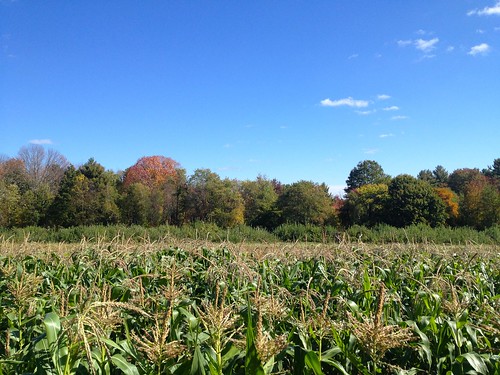 autumn trees corn