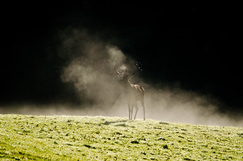 Killarney National Park Red Deer Rut | by Philip Blair's Photos