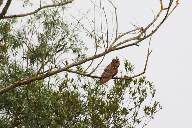 Hibou moyen-duc Asio otus Long-eared Owl