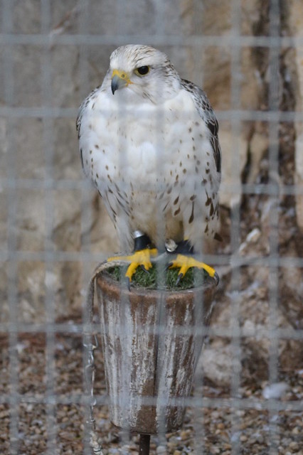 Falcó sagrat (Falco cherrug)