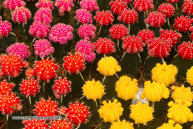 Beautiful Cameron Highlands - cactus, tea and flower capital of Malaysia