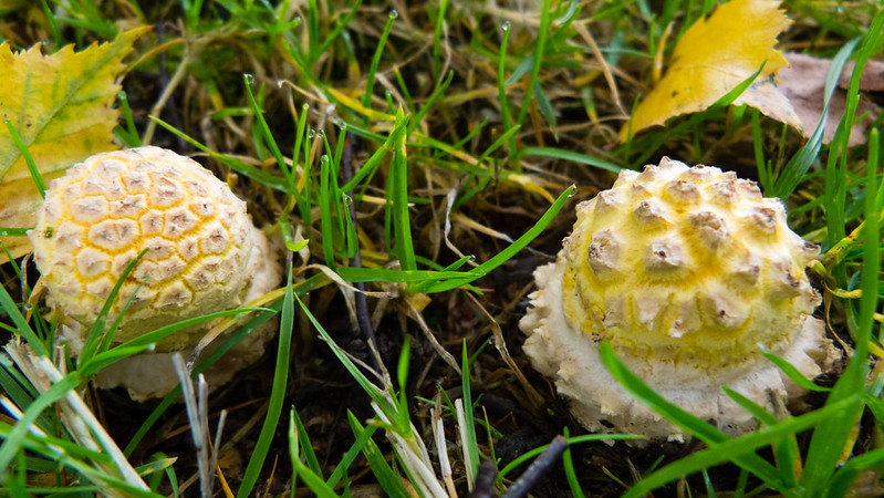Fly agarics, just emerging