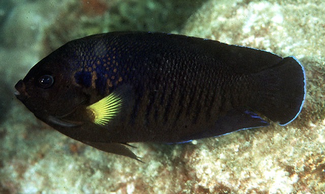Centropyge Flavipectoralis (Yellowfin Angelfish)
