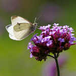 Papillon blanc / Large white