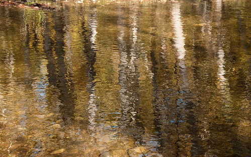 autumn trees reflection creek river montana stream