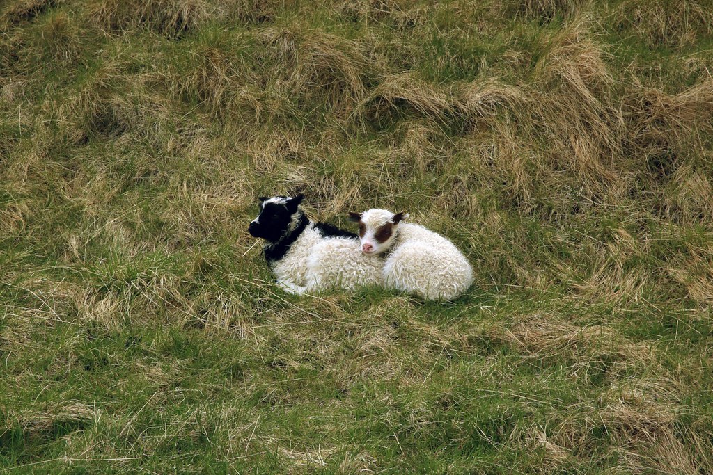 Lamb donovan Cult of