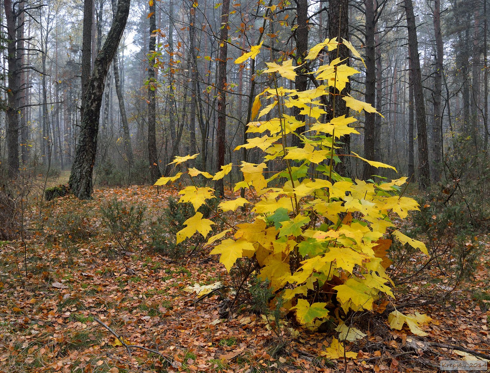 trees | Flickr