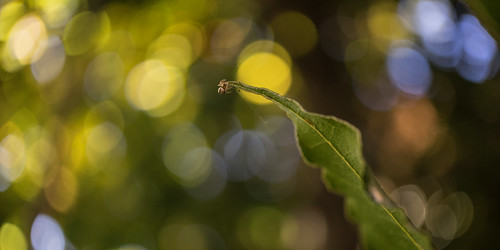 micro araignée | by lorentosan