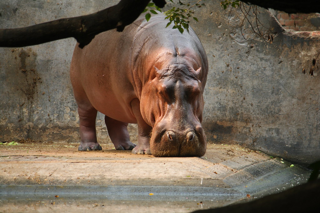 Hippo, at Lucknow Zoo | ilovethirdplanet | Flickr