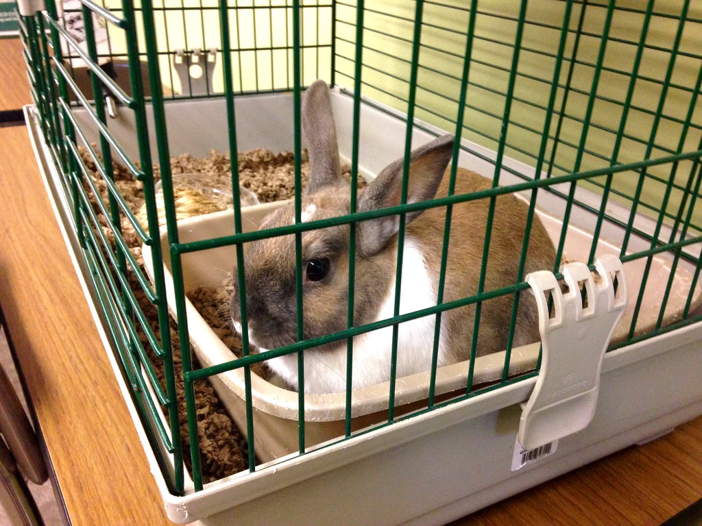 Bunny in Cage GRPS Grand Rapids Montessori