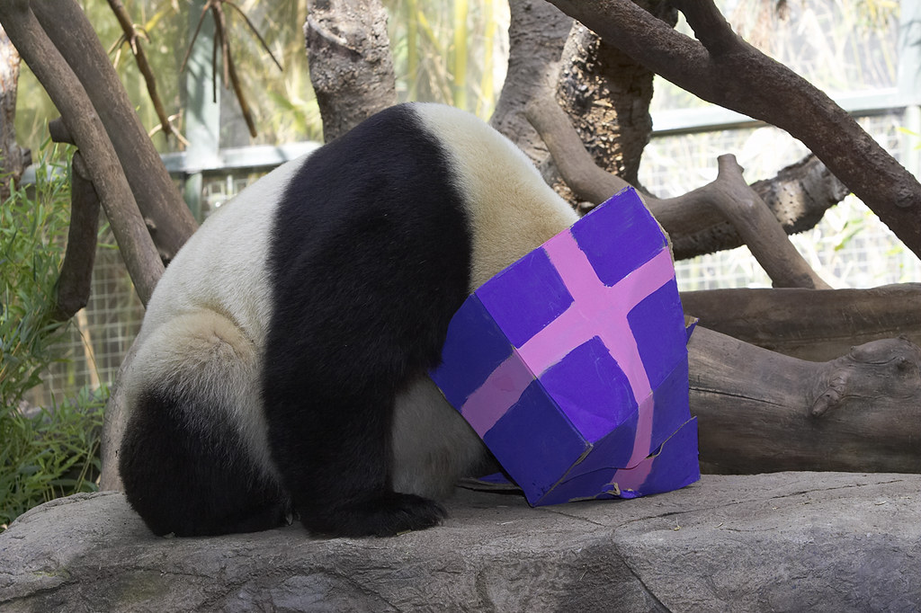 San Diego Zoo Panda /cams/panda-cam | San Diego Zoo  Wildlife Alliance | Flickr