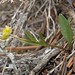Flickr photo 'timberline buttercup, Ranunculus ellipticus' by: Jim Morefield.