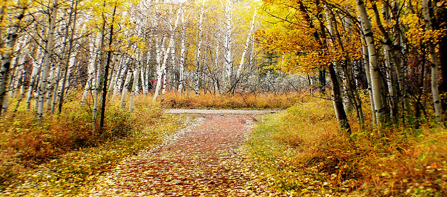 Autumn in Alberta.