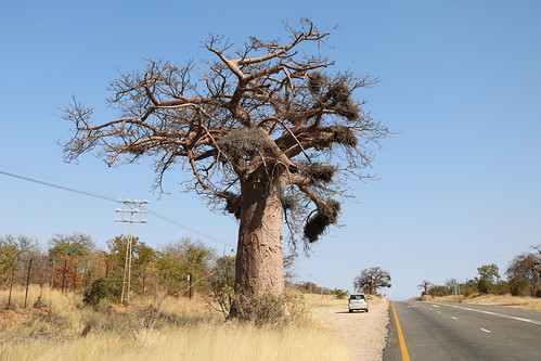 southafrica südafrika suidafrika baobab road limpopo musina
