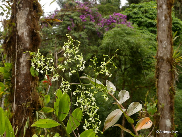 Epidendrum sp. & Meriania mexiae
