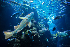 Aquarium @ California Academy of Sciences