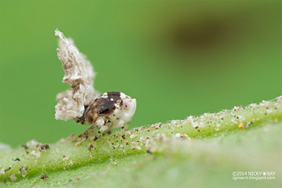 Moth-like planthopper nymph (Ricaniidae) - DSC_8313