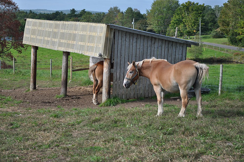 horse novascotia farm northfield