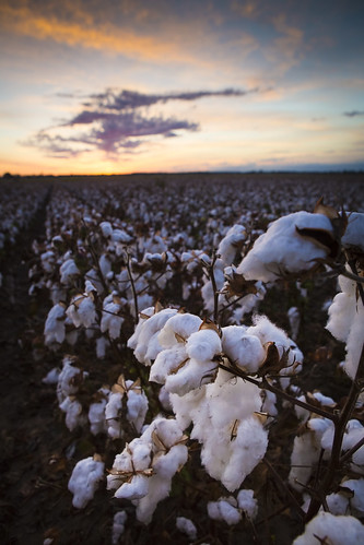 cotton_fall before harvest_0019 | Cotton is grown at the MU … | Flickr