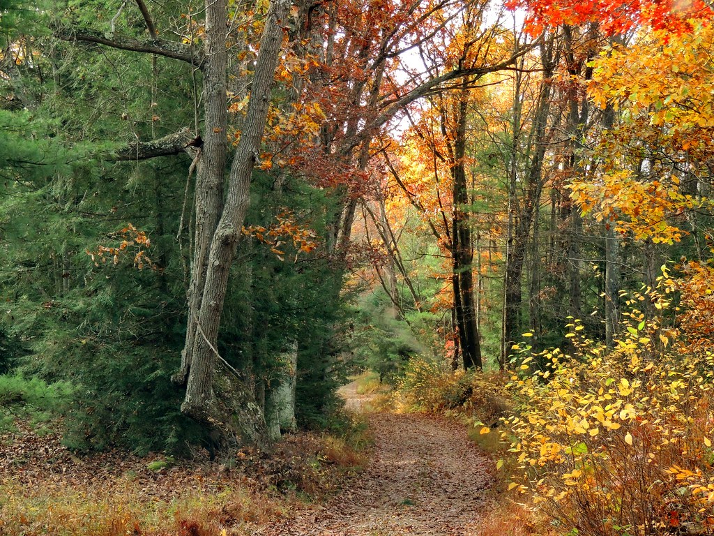 road, autumn, trees, fall, woods, path, fallcolors, dadswoods.