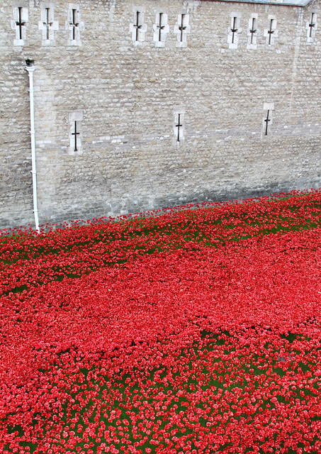 Tower Poppies_Oct 2014_03