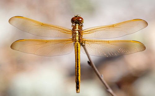 fauna flickr dragonflies insects places collection odes otherkeywords odonatescollection singletarylakesp